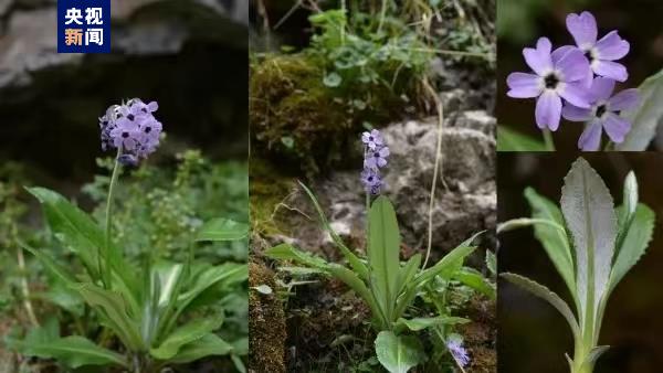 稀有植物“大通报春”时隔百年重现祁连山国家公园青海片区