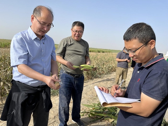 当年改良增产六成 中国农大新疆盐碱地治理效果显著