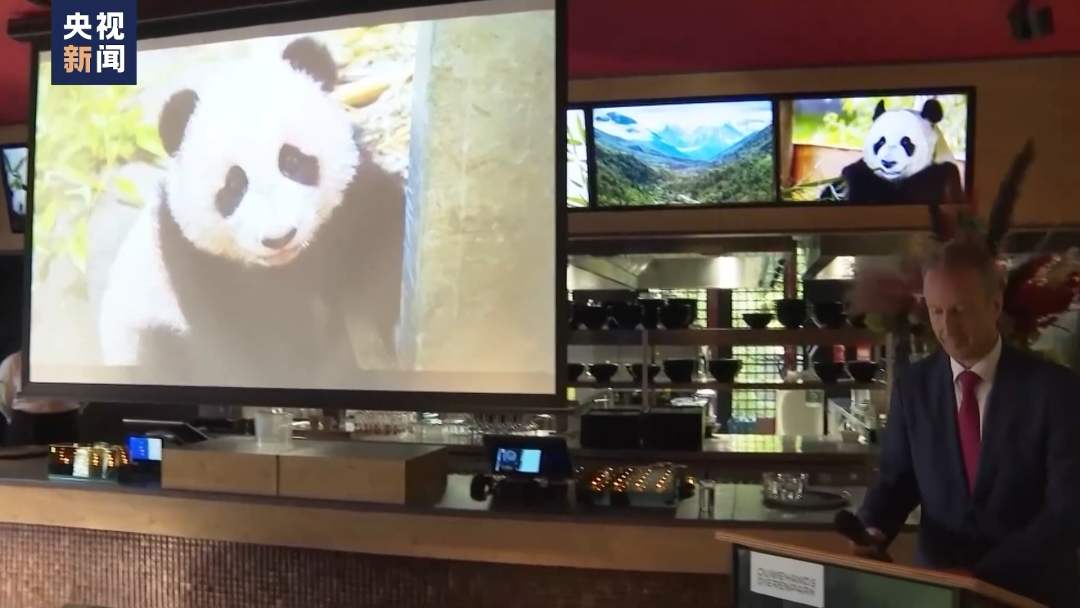 大熊猫“梵星”回国 荷兰民众依依惜别