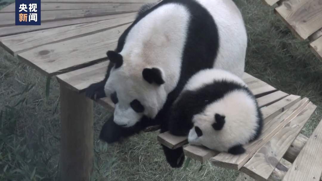 大熊猫“梵星”回国 荷兰民众依依惜别