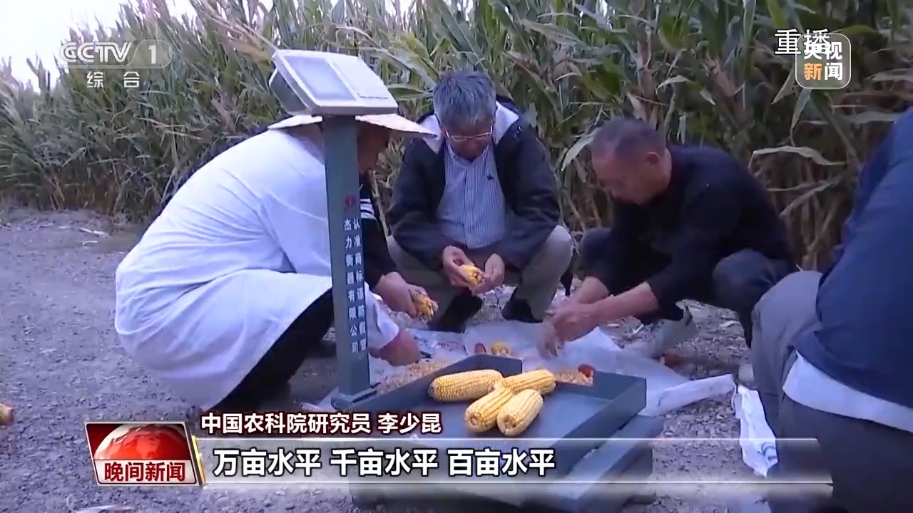 全国秋粮收获已经过三成 新疆伊犁刷新全国玉米高产三项纪录