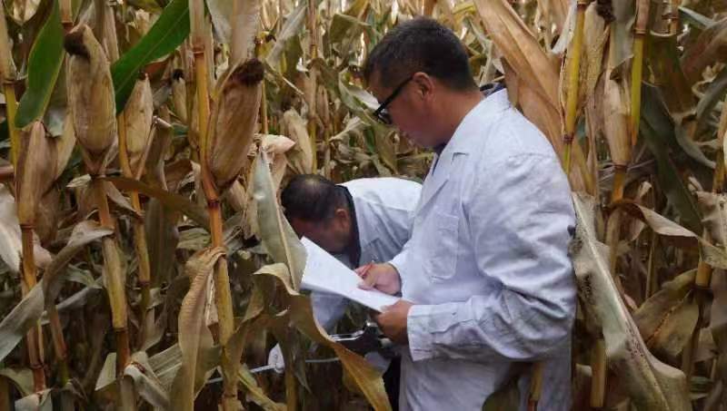 新疆：北疆冷凉区玉米大面积亩产突破1200公斤