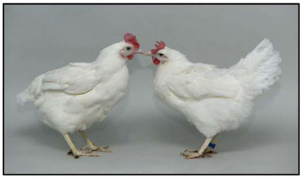 总编辑圈点|生物工程突破：基因编辑让鸡获得禽流感抗性