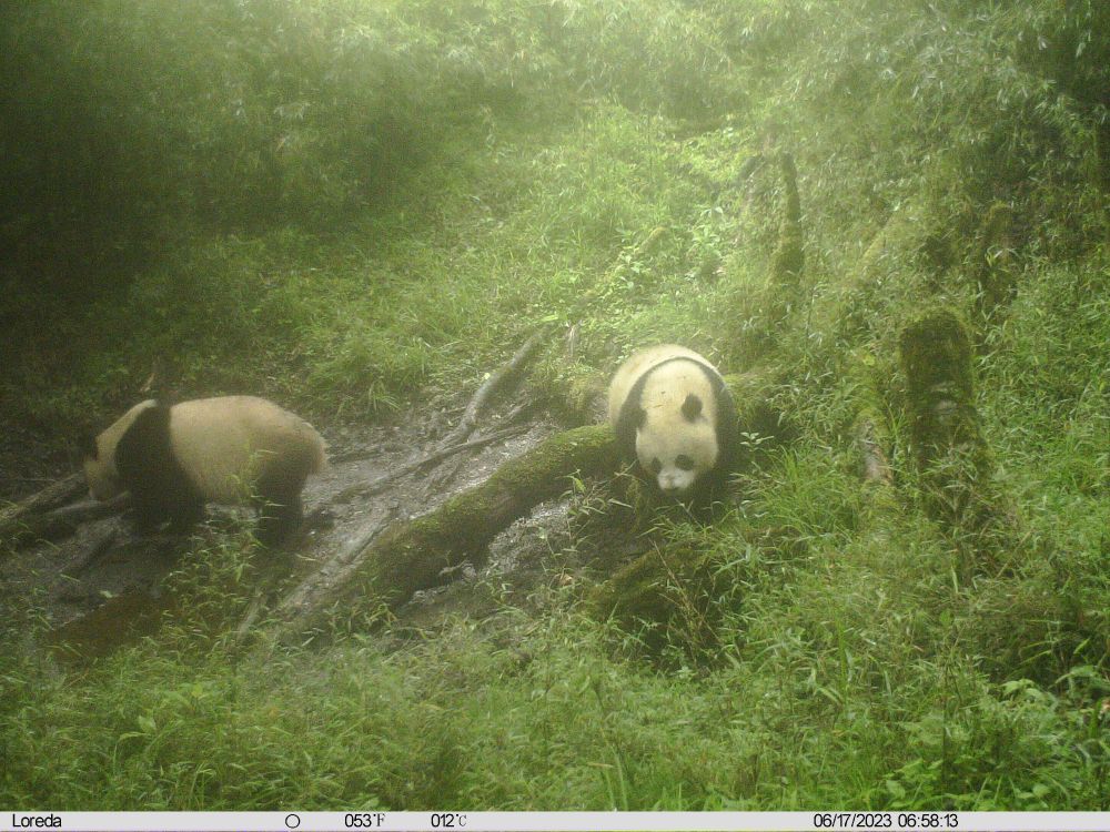 川陕甘三省加强大熊猫国家公园司法协同保护