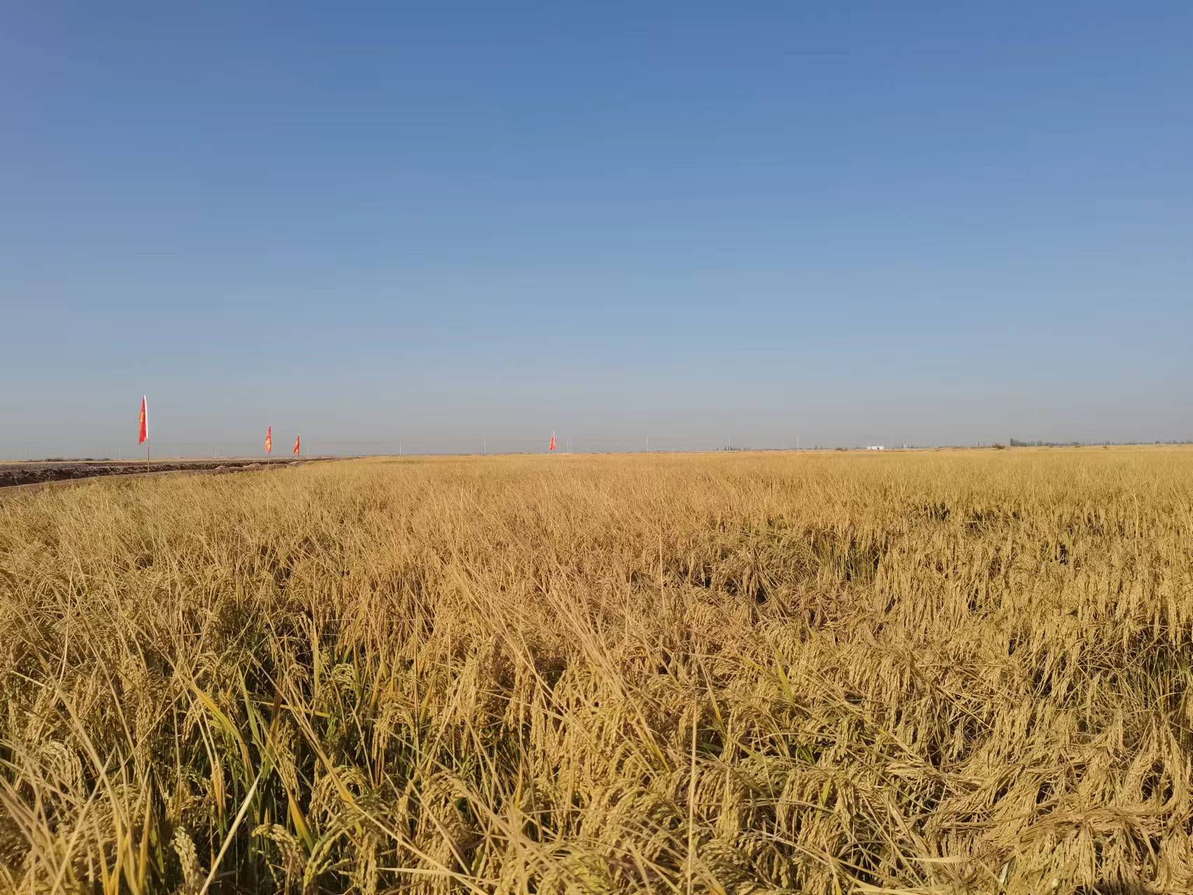 新疆：耐盐碱水稻品种国内首次实现万亩连片高产