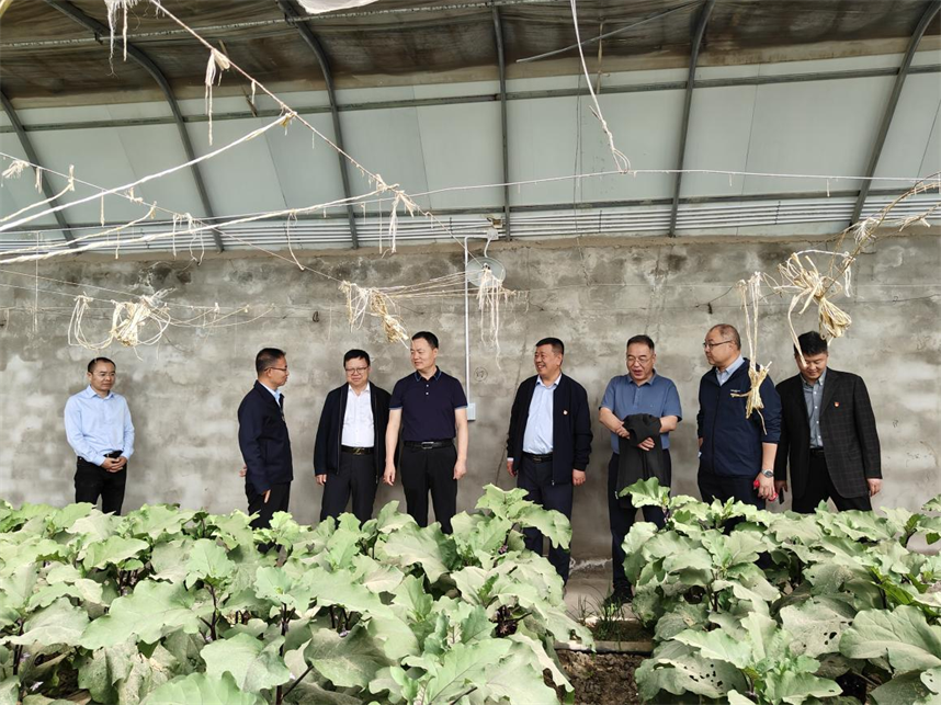 新疆墨玉：手机遥控智慧大棚果蔬种植