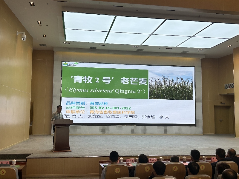 青牧2号老芒麦新品种亮相2023中国苗木花卉交易大会
