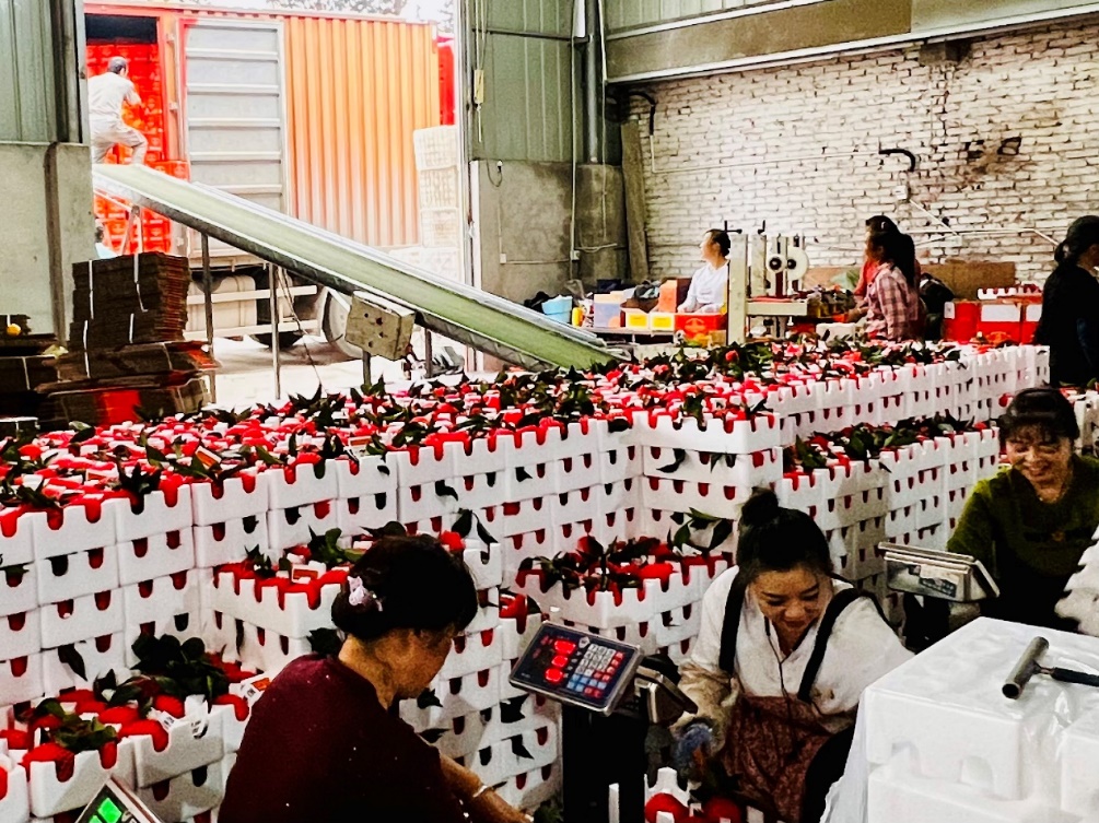 在杨宵的打包厂里，选果、打包、称重、发货等工序都在有条不紊地进行。张曼摄