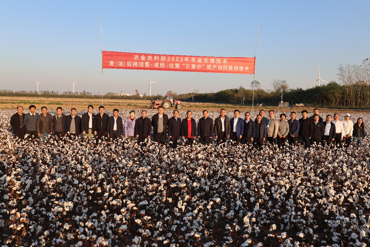 优质轻简高效栽培技术缓解粮棉争地矛盾 助力棉花质产协同提高