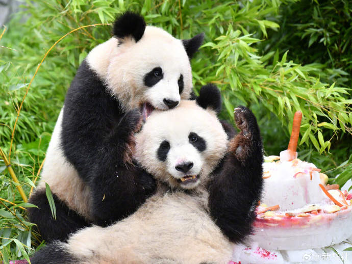 旅德大熊猫双胞胎“梦想”“梦圆”要回家了