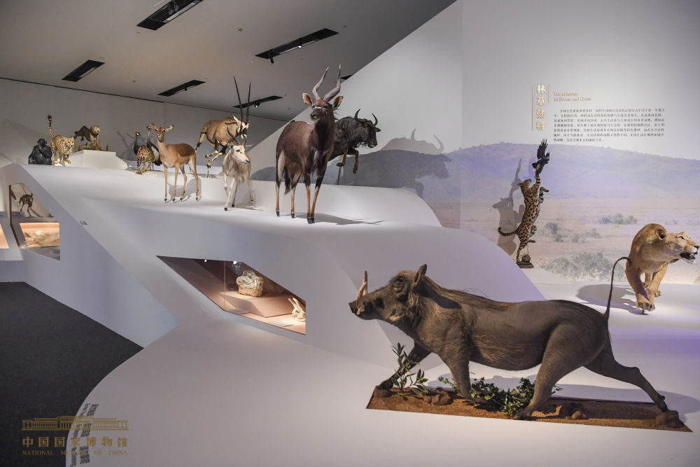 国博首个自然生态类展览展出600余件动物标本