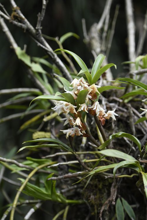 滇西北和西藏墨脱发现多个兰科植物新种