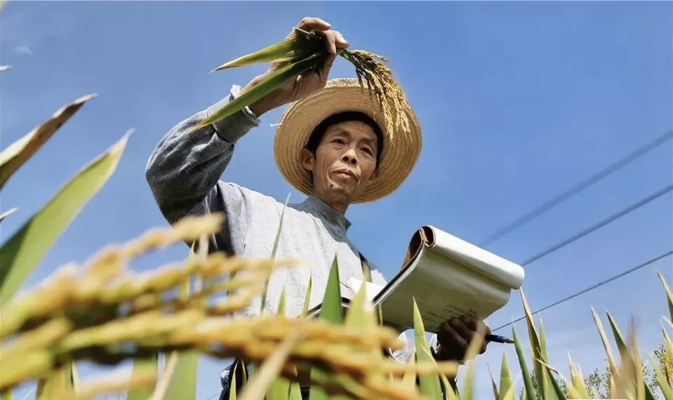 湖北孝南：科技赋能培育更多更好香稻品种