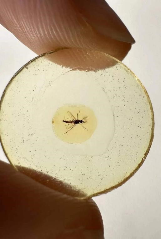 1.3亿年前雄性蚊子也吸血